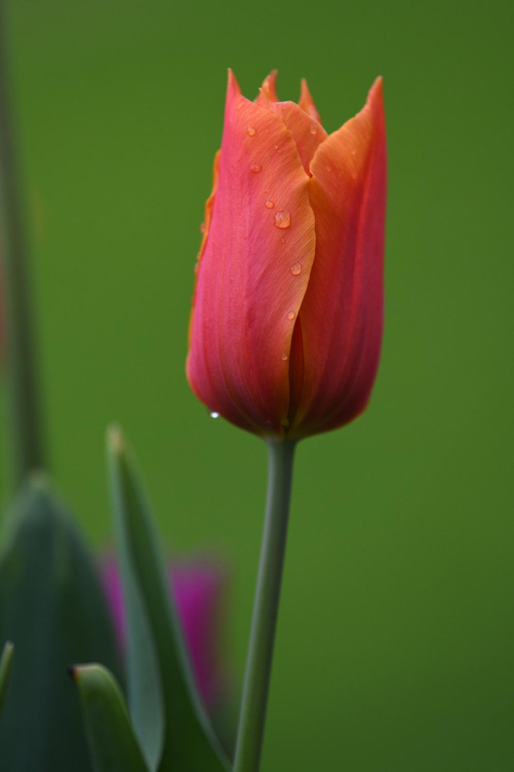 Photo of Tulip (Tulipa 'Brown Sugar') uploaded by cliftoncat