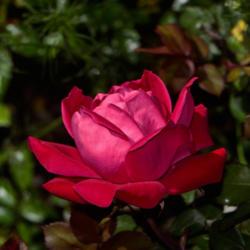 Location: Botanical Gardens of the State of Georgia...Athens, Ga
Date: 2018-04-25
Red Rose 055