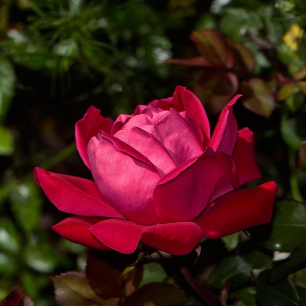 Photo of Roses (Rosa) uploaded by dawiz1753