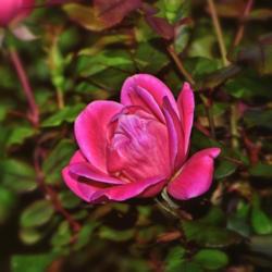 Location: Botanical Gardens of the State of Georgia...Athens, Ga
Date: 2018-04-25
Pink Rose 045