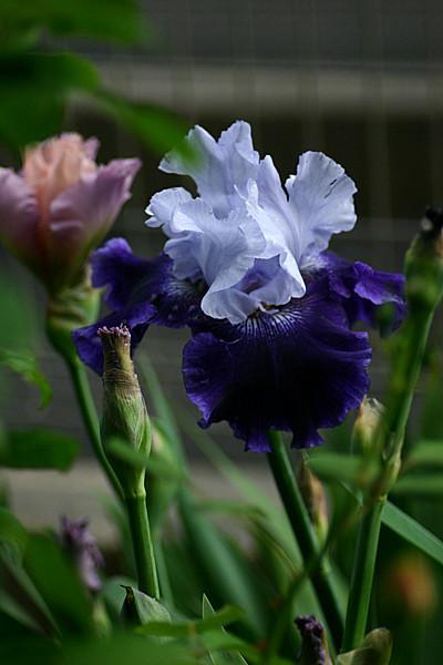 Photo of Tall Bearded Iris (Iris 'World Premier') uploaded by loosertora