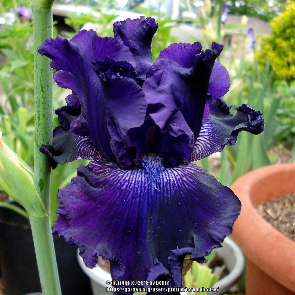 Photo of Tall Bearded Iris (Iris 'Hollywood Nights') uploaded by lovemyhouse