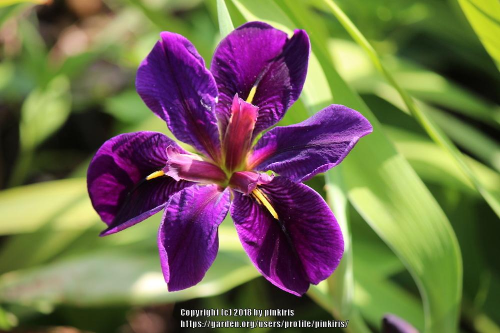 Photo of Louisiana Iris (Iris 'Black Gamecock') uploaded by pinkiris