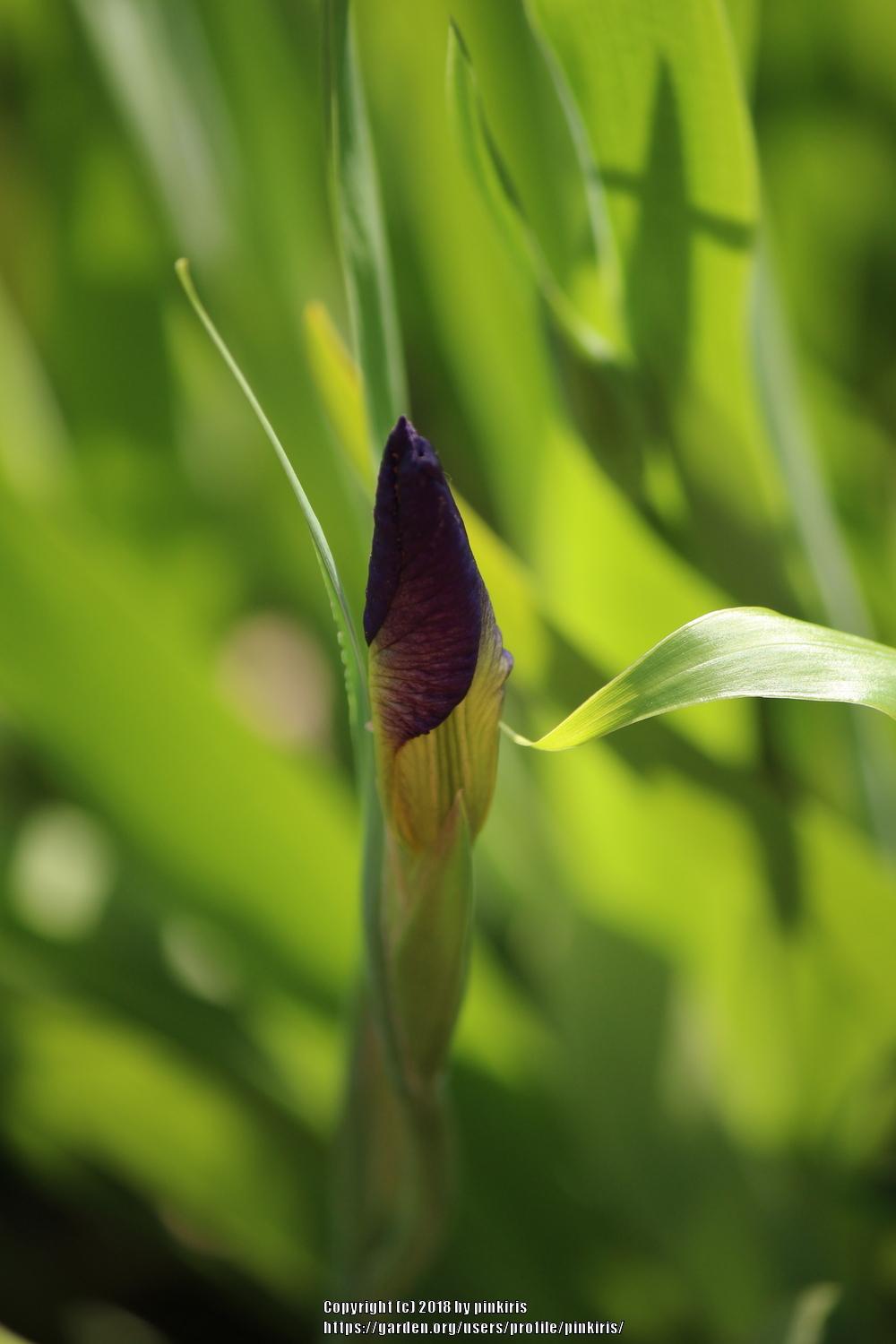 Photo of Louisiana Iris (Iris 'Black Gamecock') uploaded by pinkiris