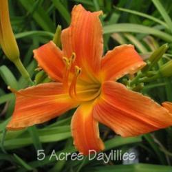 
Date: 4000-04-27
Photo courtesy of 5 Acres Daylilies