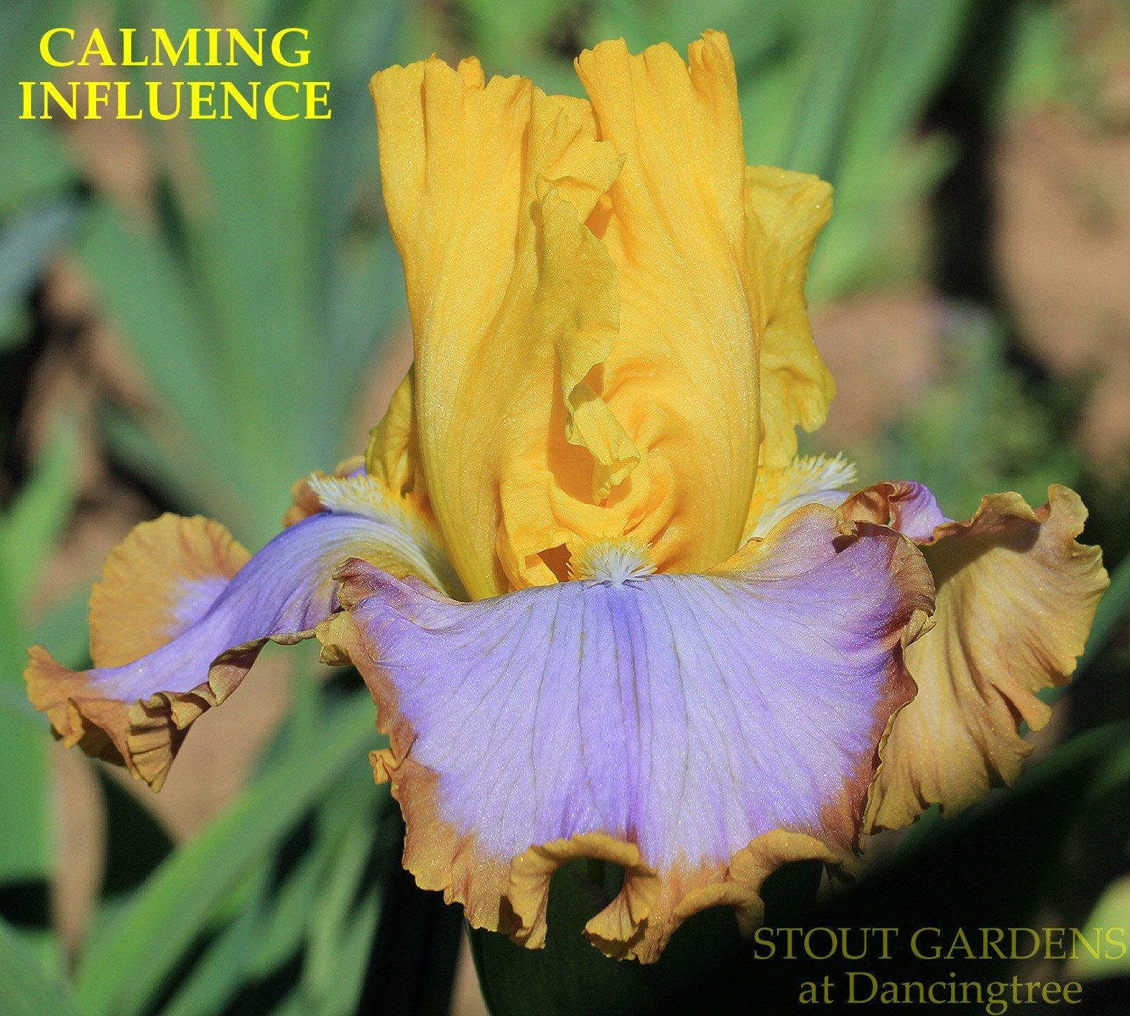 Photo of Tall Bearded Iris (Iris 'Calming Influence') uploaded by Joy