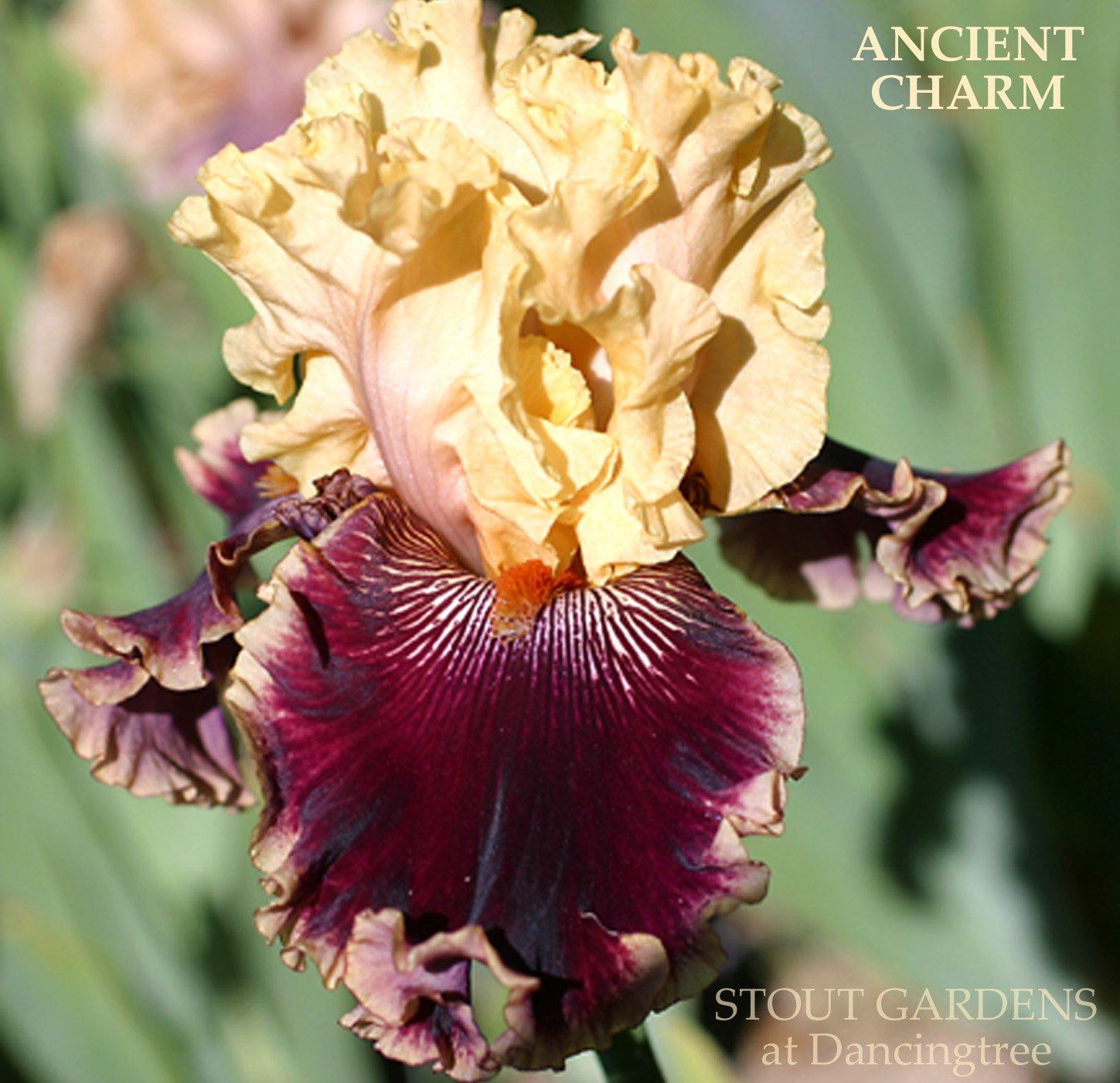 Photo of Tall Bearded Iris (Iris 'Ancient Charm') uploaded by Joy