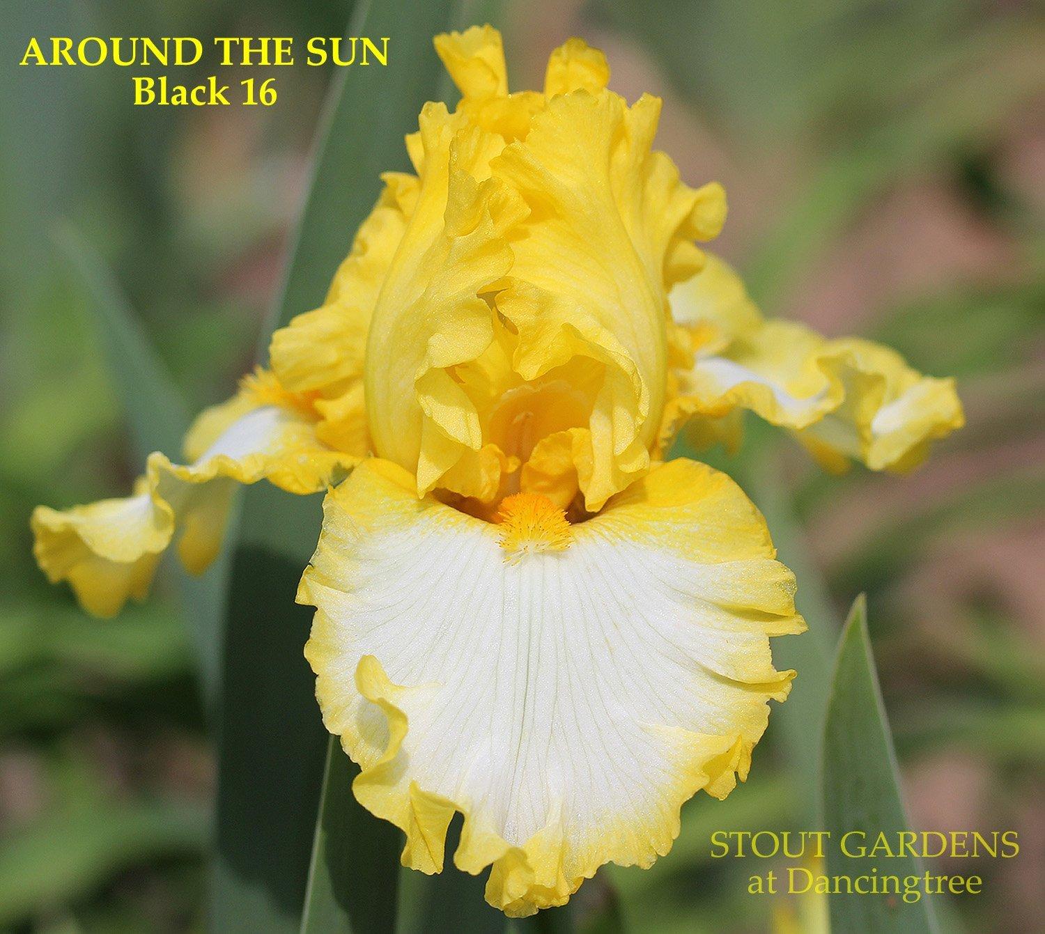 Photo of Tall Bearded Iris (Iris 'Around the Sun') uploaded by Joy