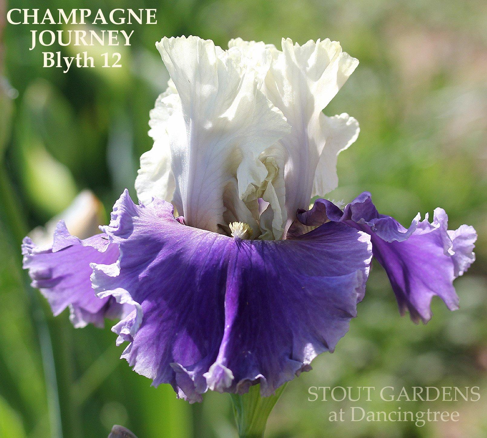 Photo of Tall Bearded Iris (Iris 'Champagne Journey') uploaded by Joy