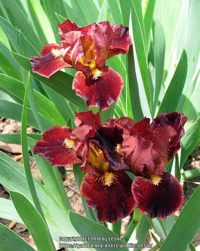 Photo of Standard Dwarf Bearded Iris (Iris 'Flaming Lips') uploaded by Lestv