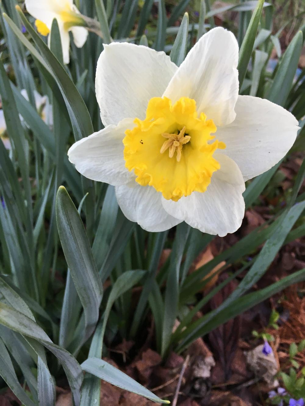 Photo of Daffodils (Narcissus) uploaded by Lucichar