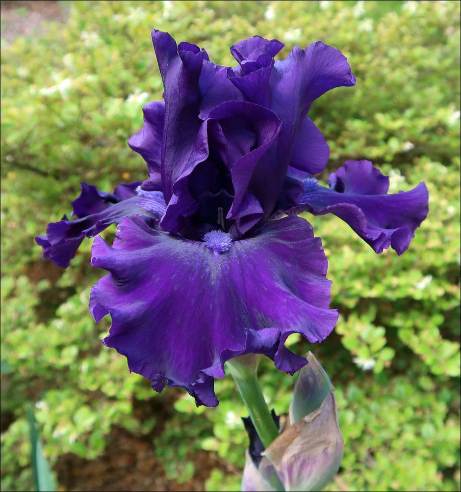 Photo of Tall Bearded Iris (Iris 'Magnificent Masterpiece') uploaded by Polymerous