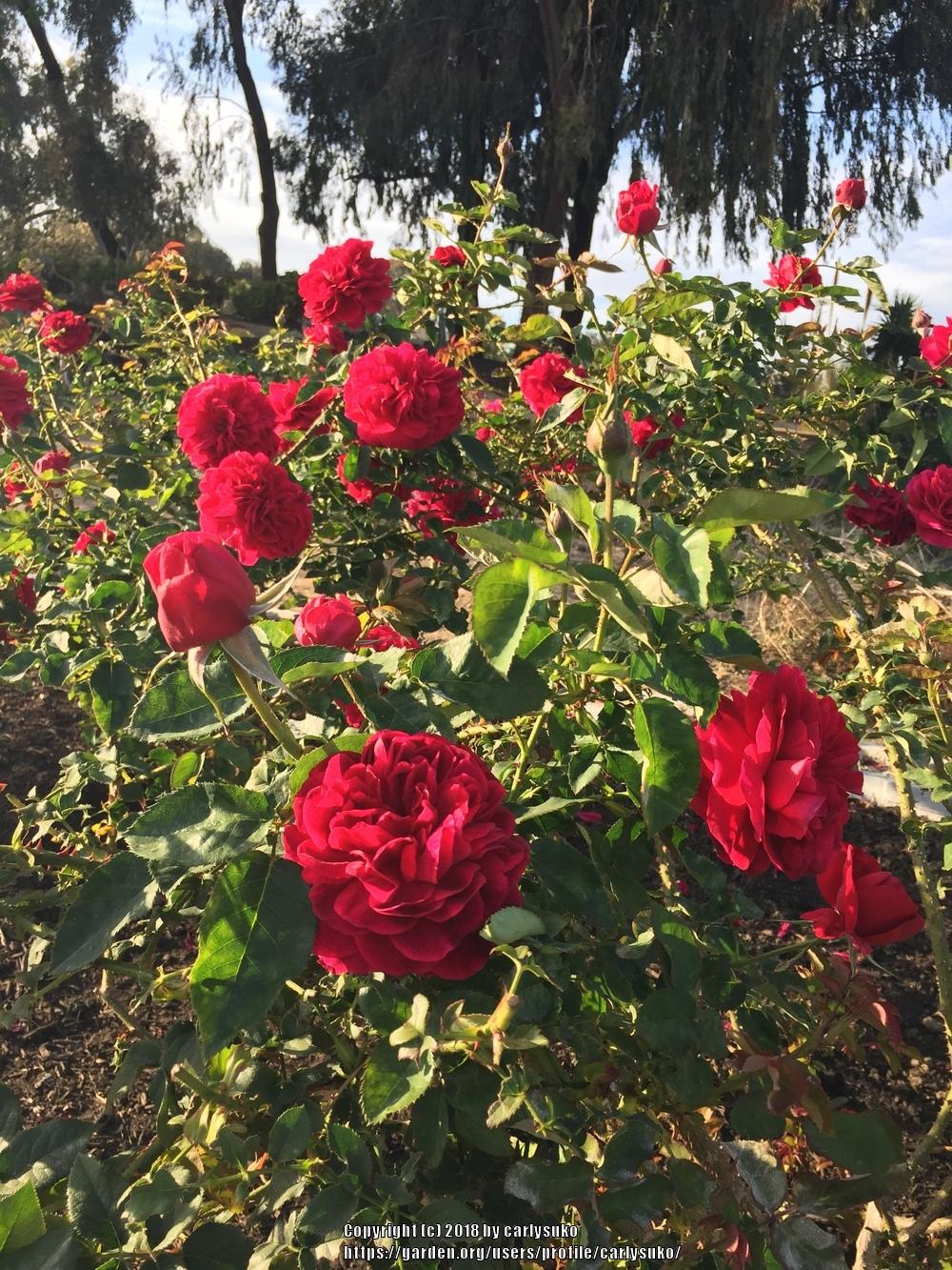 Photo of Rose (Rosa 'L. D. Braithwaite') uploaded by carlysuko