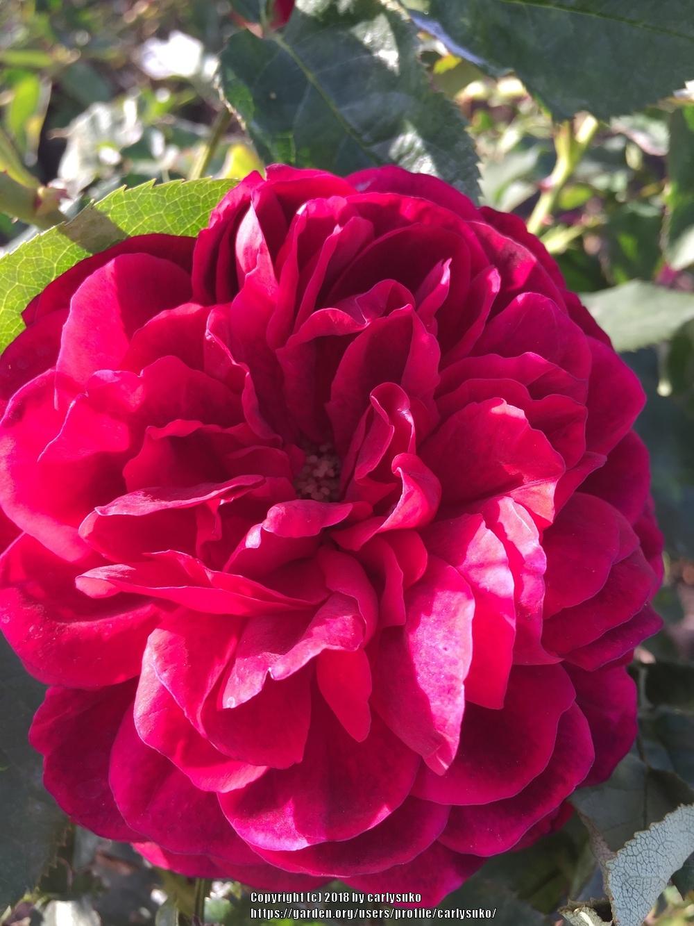 Photo of Rose (Rosa 'L. D. Braithwaite') uploaded by carlysuko