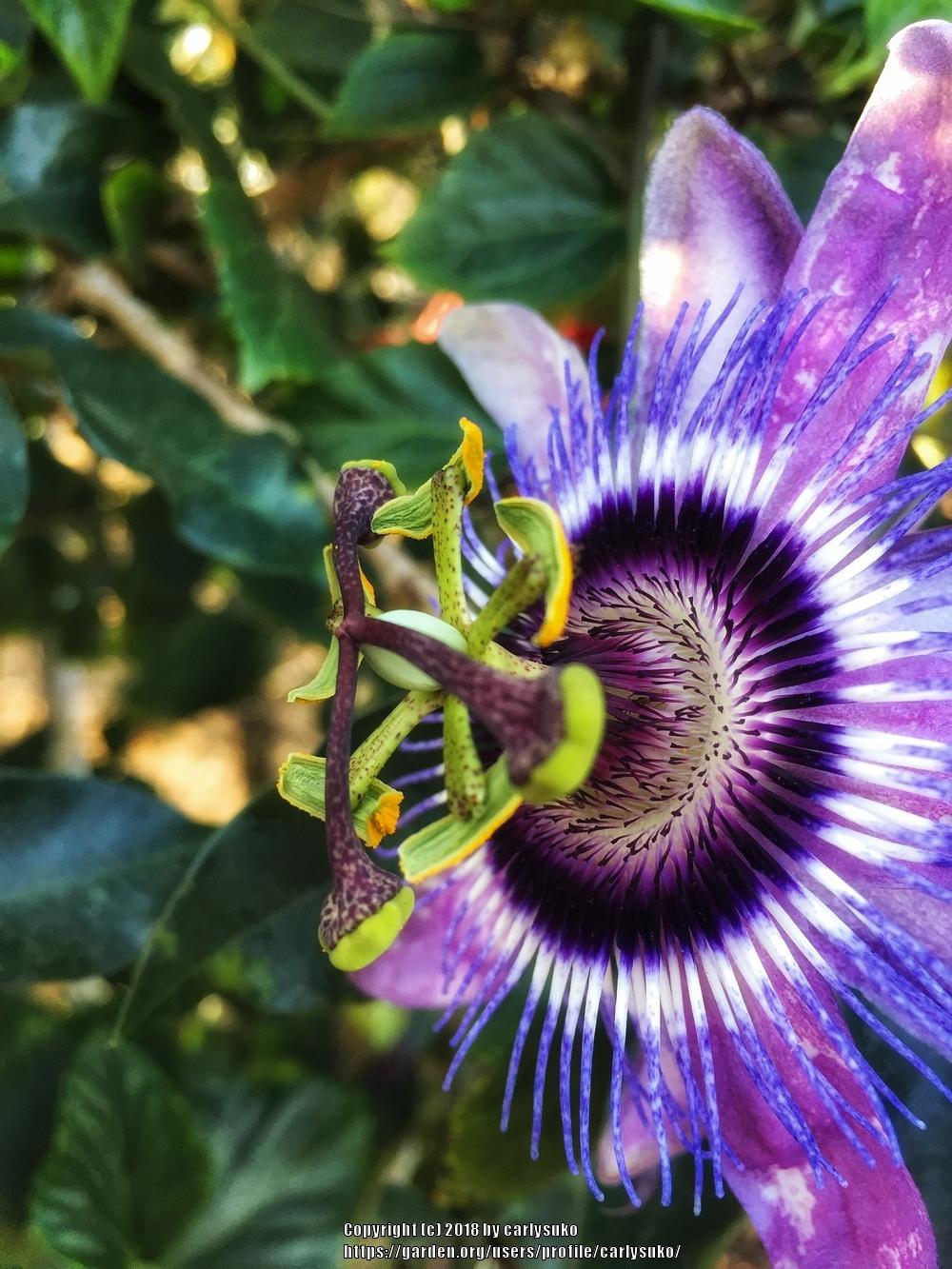 Photo of Passion Flower (Passiflora) uploaded by carlysuko