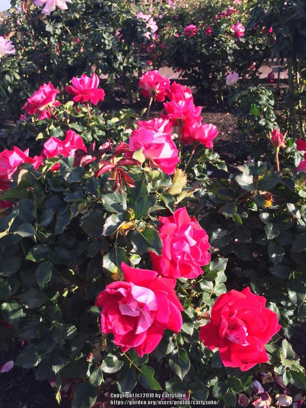 Photo of Rose (Rosa 'Take It Easy') uploaded by carlysuko