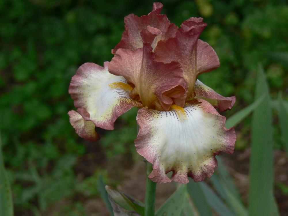 Photo of Tall Bearded Iris (Iris 'Smoke Rings') uploaded by janwax