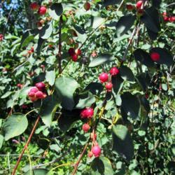 Location: Twisp
Date: Late June
Unripe berries