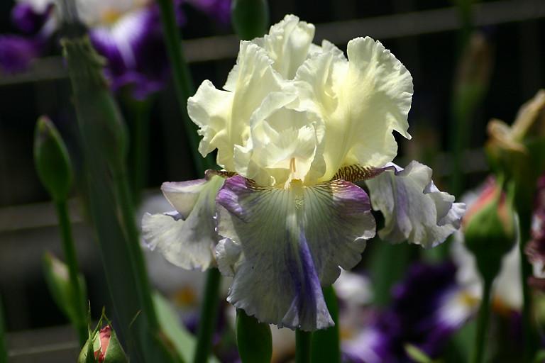 Photo of Tall Bearded Iris (Iris 'Seakist') uploaded by loosertora