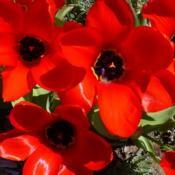Immense, shimmering scarlet petals wake up the senses early in th