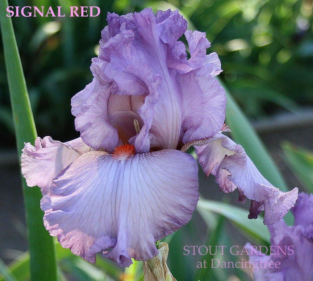 Photo of Tall Bearded Iris (Iris 'Signal Red') uploaded by Joy