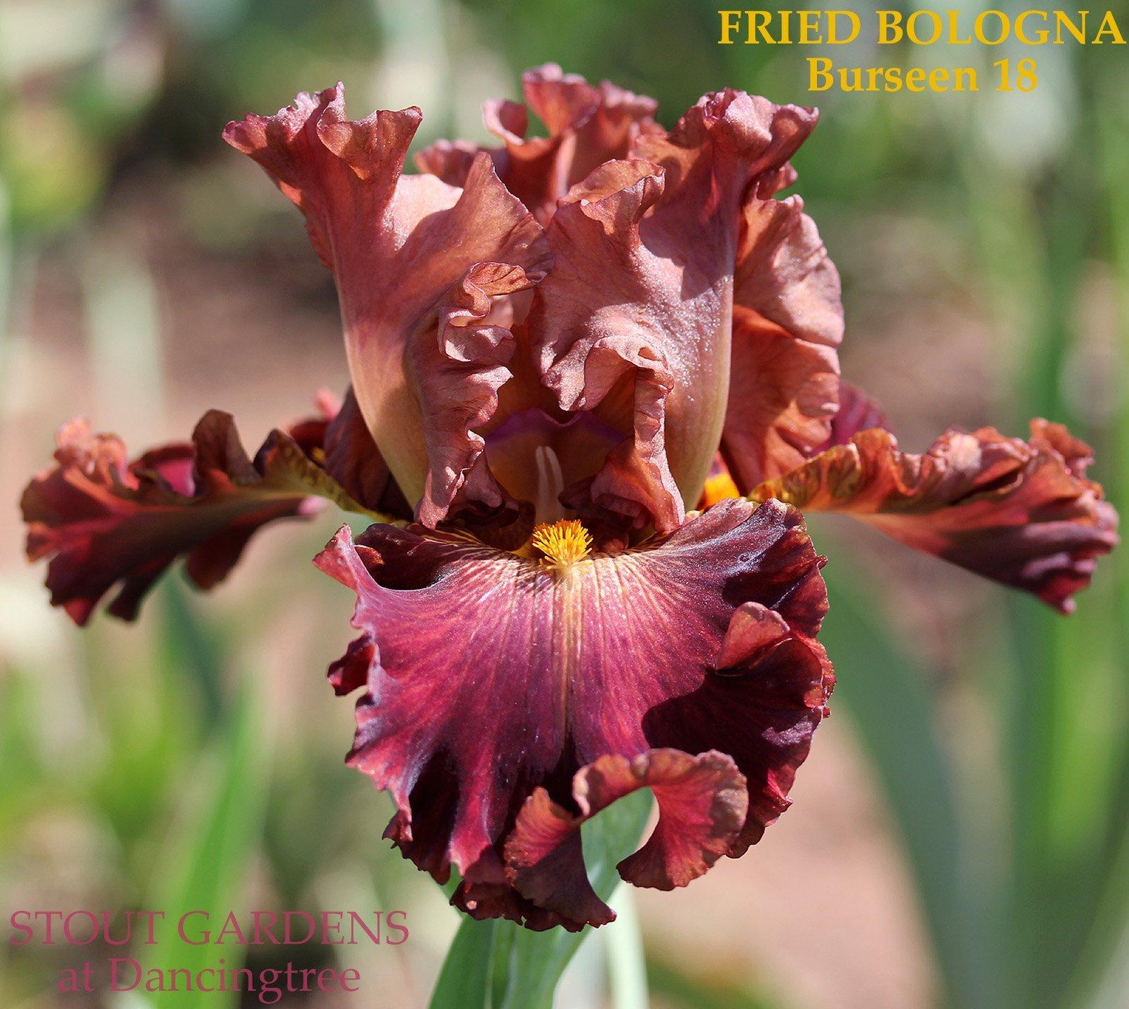 Photo of Tall Bearded Iris (Iris 'Fried Bologna') uploaded by Joy
