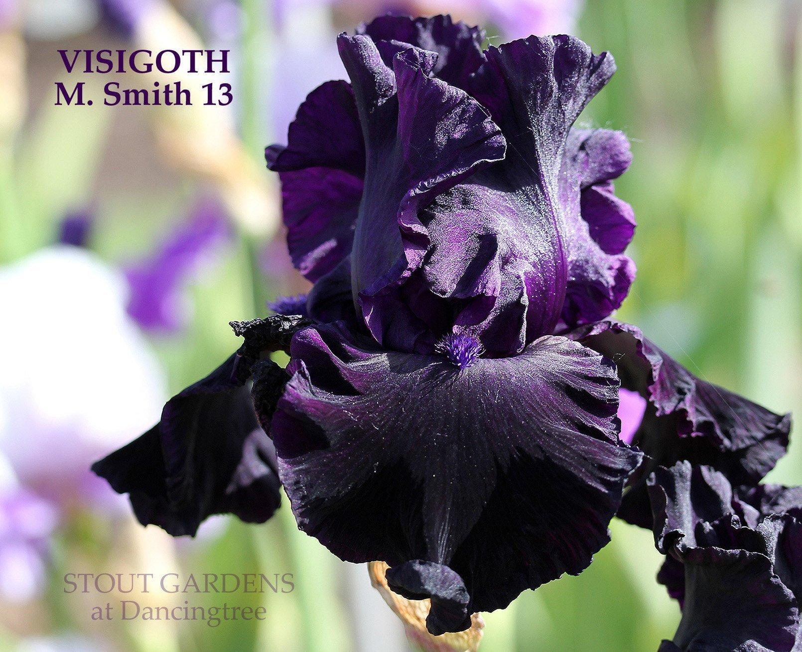 Photo of Tall Bearded Iris (Iris 'Visigoth') uploaded by Joy