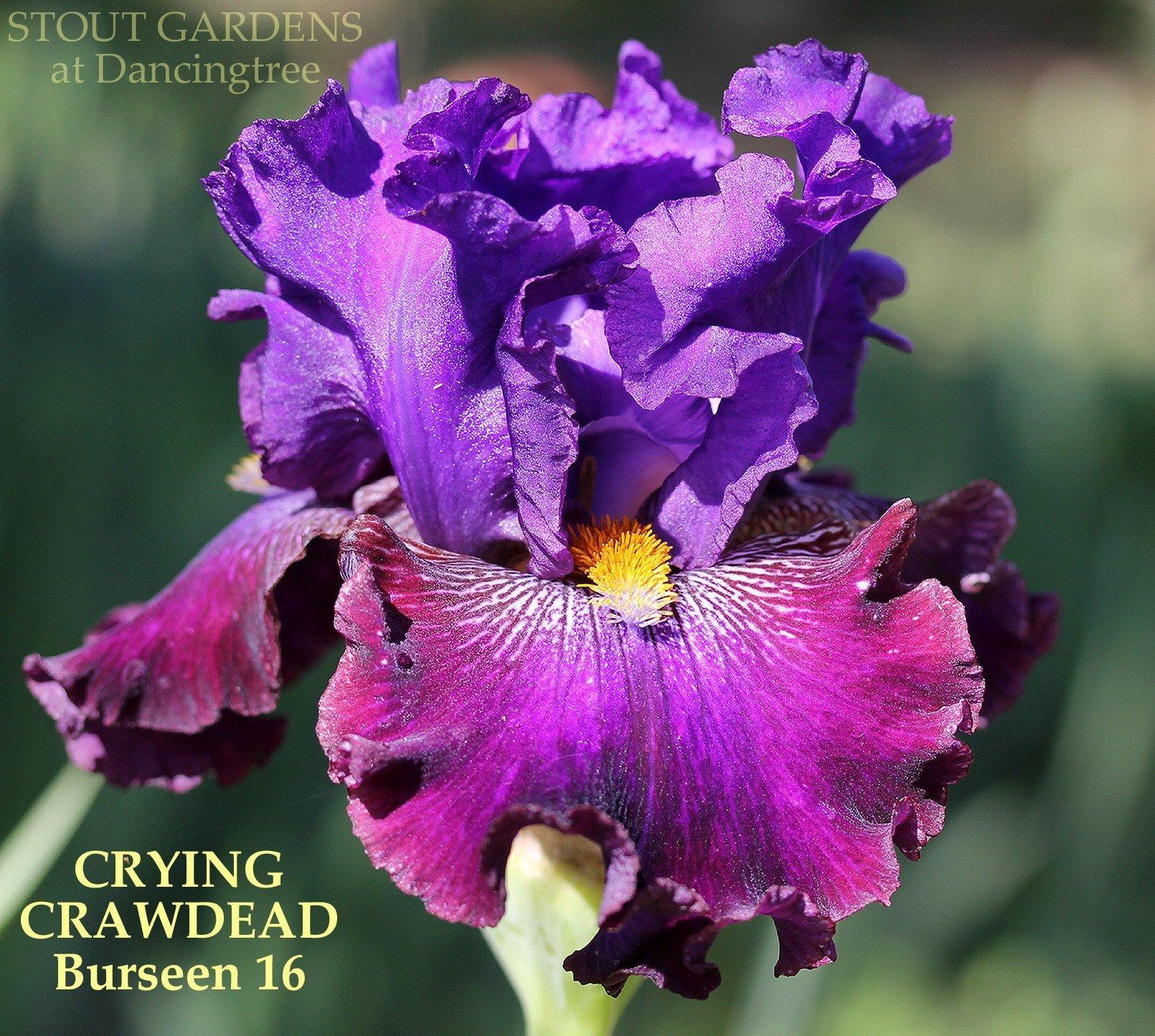 Photo of Tall Bearded Iris (Iris 'Crying Crawdead') uploaded by Joy