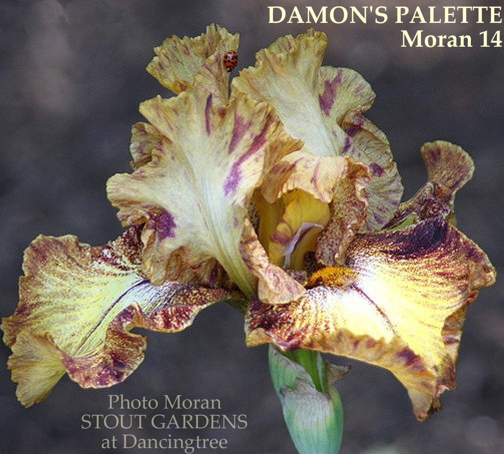 Photo of Tall Bearded Iris (Iris 'Damon's Palette') uploaded by Joy
