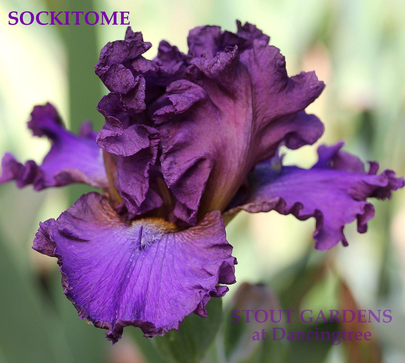 Photo of Tall Bearded Iris (Iris 'Sockitome') uploaded by Joy