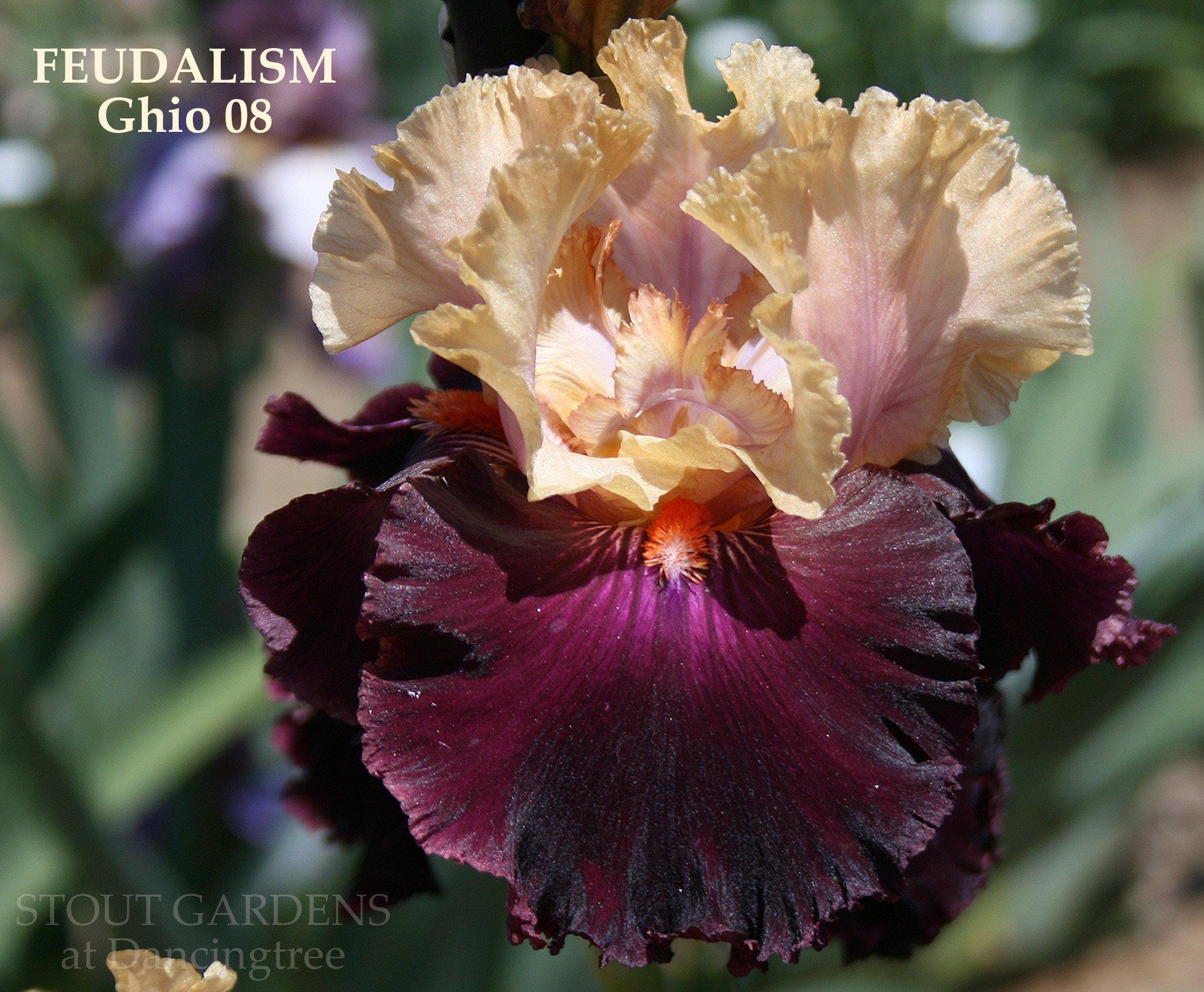 Photo of Tall Bearded Iris (Iris 'Feudalism') uploaded by Joy