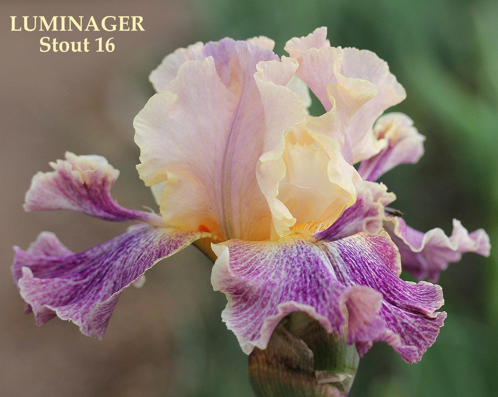 Photo of Tall Bearded Iris (Iris 'Luminager') uploaded by Joy