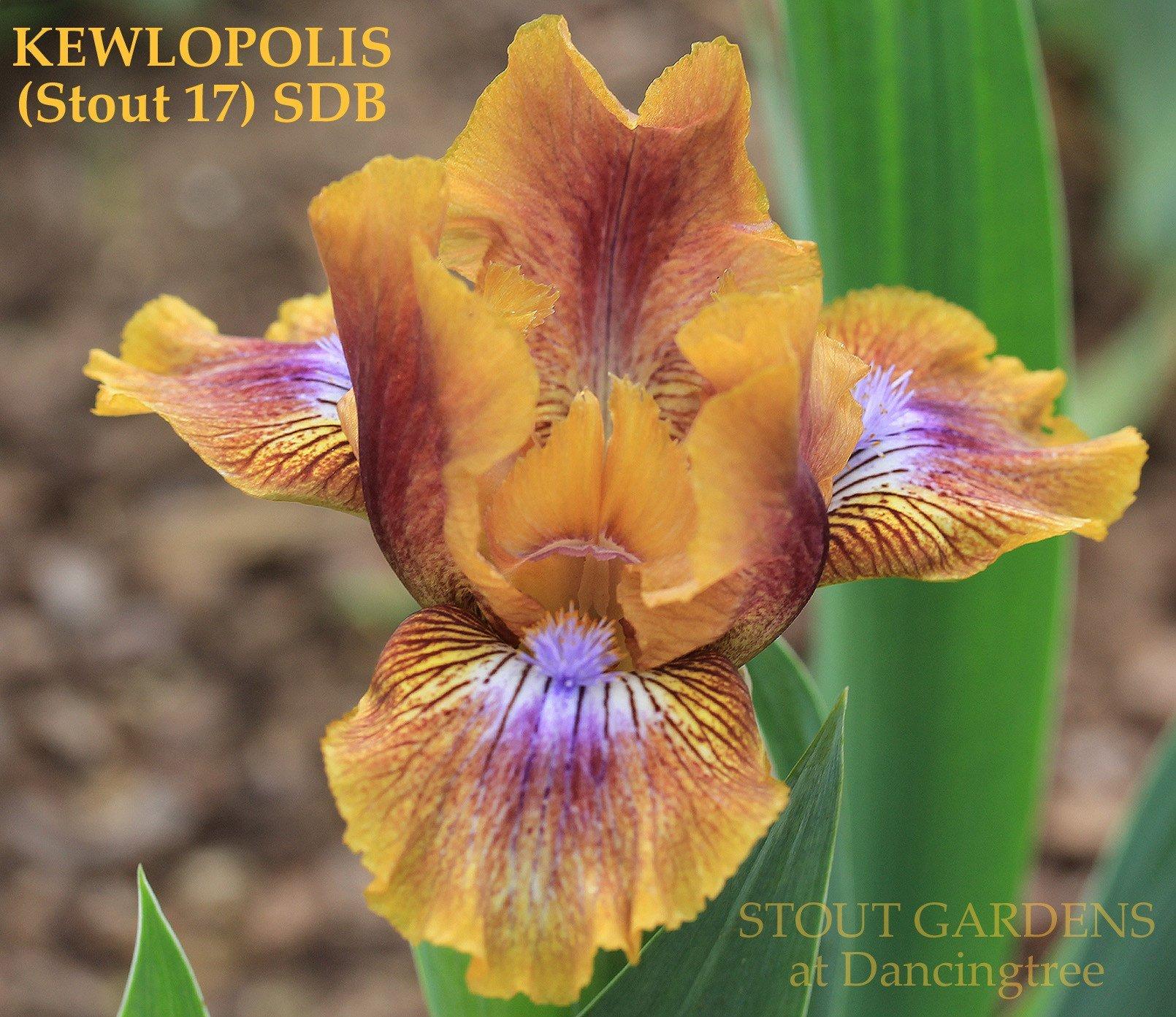 Photo of Standard Dwarf Bearded Iris (Iris 'Kewlopolis') uploaded by Joy