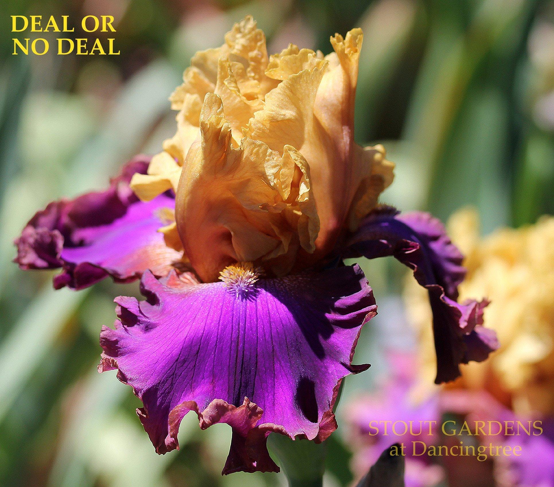 Photo of Tall Bearded Iris (Iris 'Deal or No Deal') uploaded by Joy