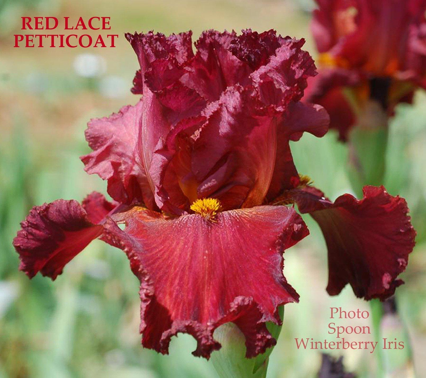 Photo of Tall Bearded Iris (Iris 'Red Lace Petticoat') uploaded by Joy