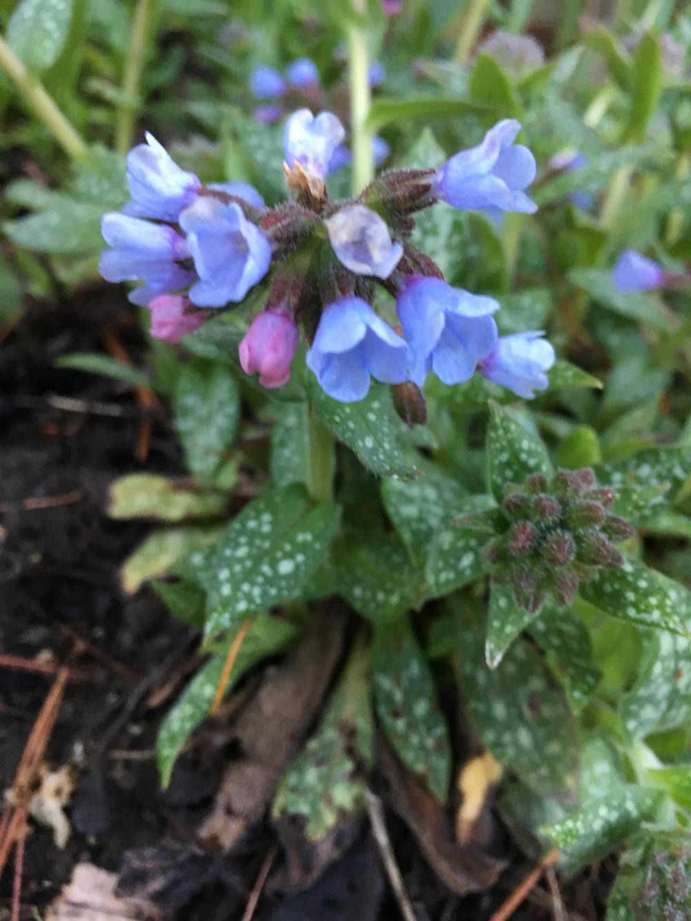 Photo of Lungwort (Pulmonaria saccharata 'Mrs. Moon') uploaded by Lucichar