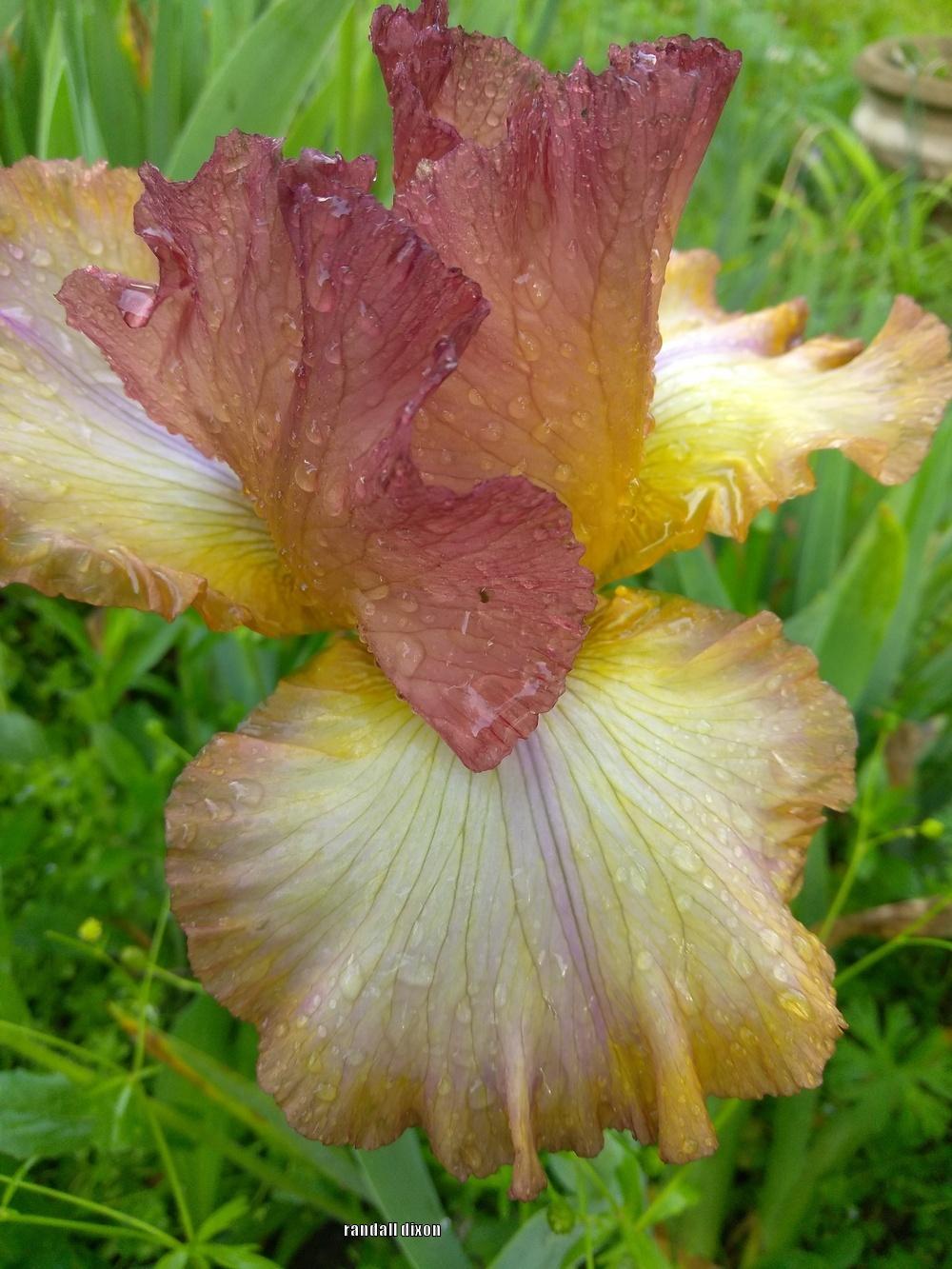 Photo of Tall Bearded Iris (Iris 'Scottish Reel') uploaded by arilbred
