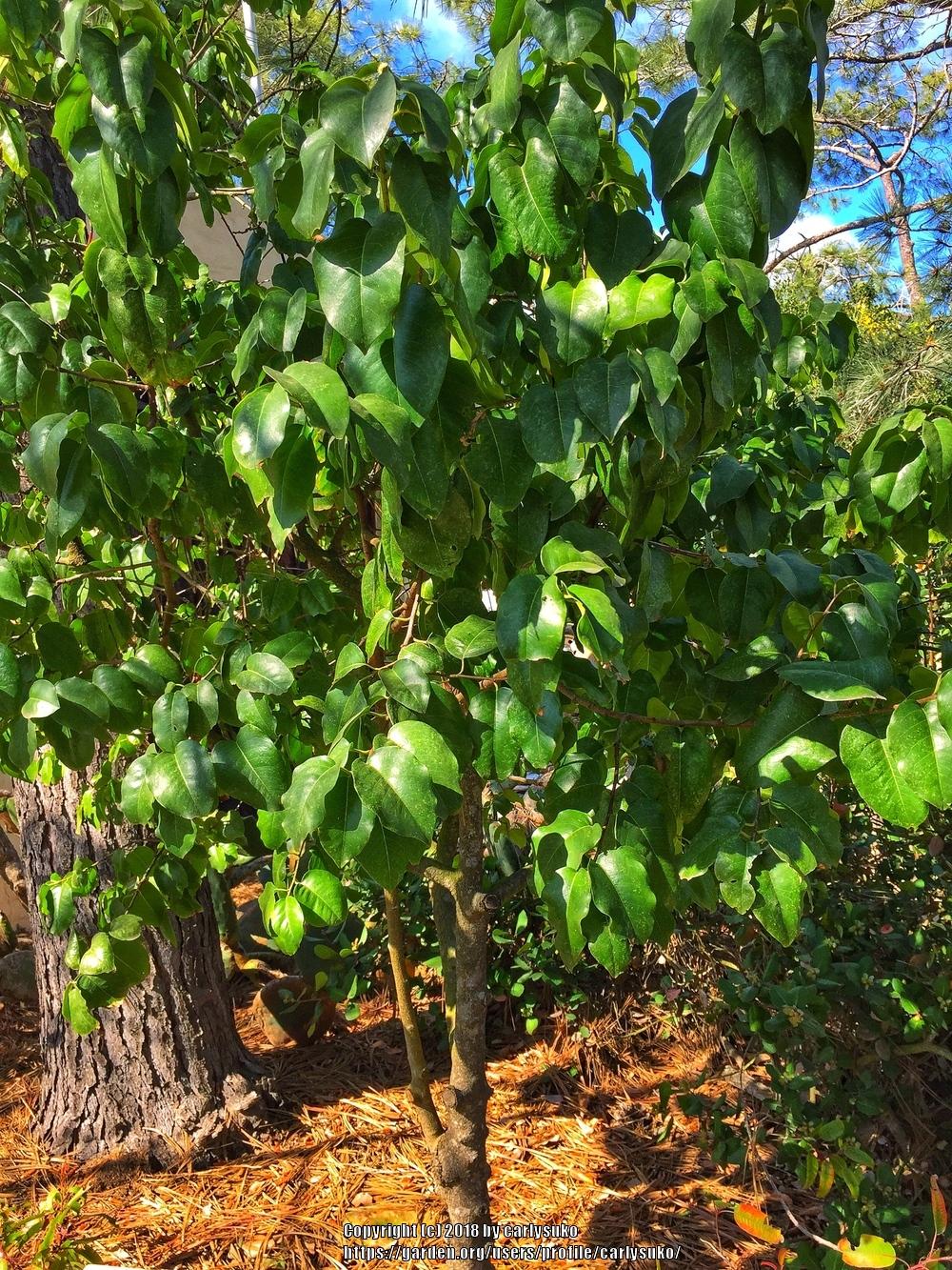 Photo of Catalina Cherry (Prunus lyonii) uploaded by carlysuko