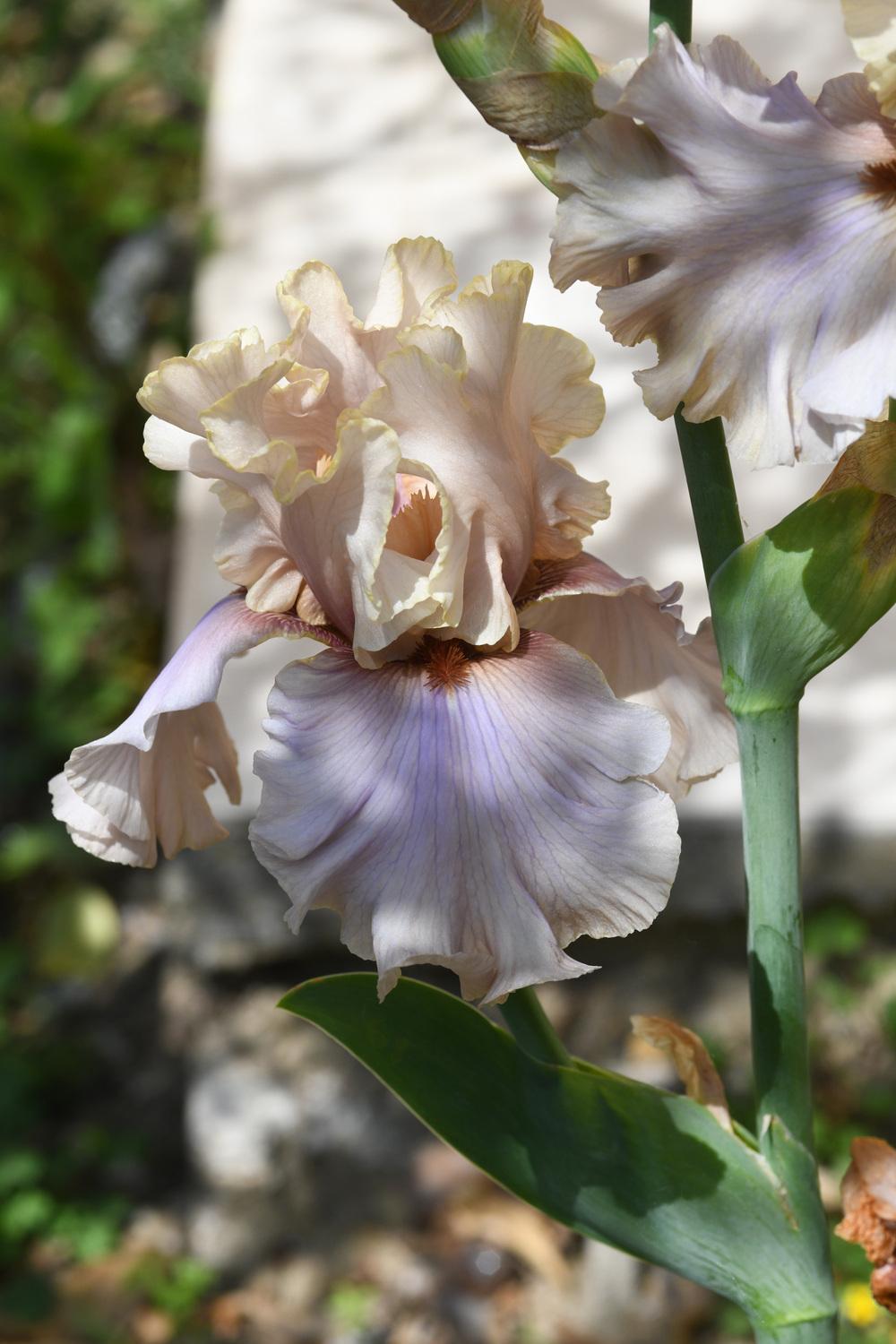 Photo of Tall Bearded Iris (Iris 'Enter the Dragon') uploaded by cliftoncat