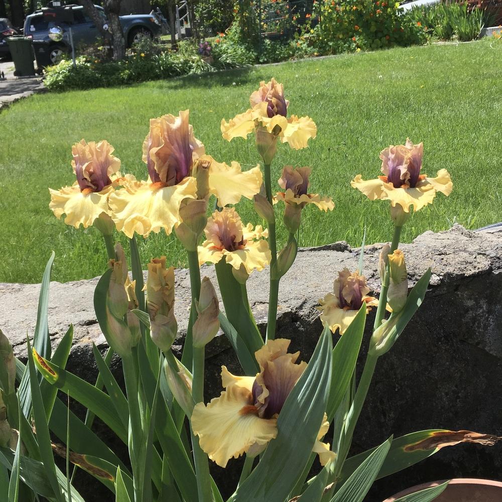 Photo of Tall Bearded Iris (Iris 'Desert Moth') uploaded by lilpod13