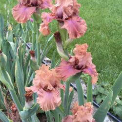 Location: San Rafael, CA
Date: 2018-04-27
Would have looked great at our iris show, stalks and blooms huge!