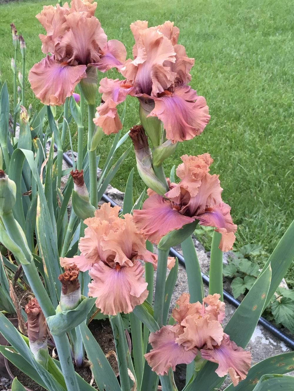 Photo of Tall Bearded Iris (Iris 'Buongiorno') uploaded by lilpod13