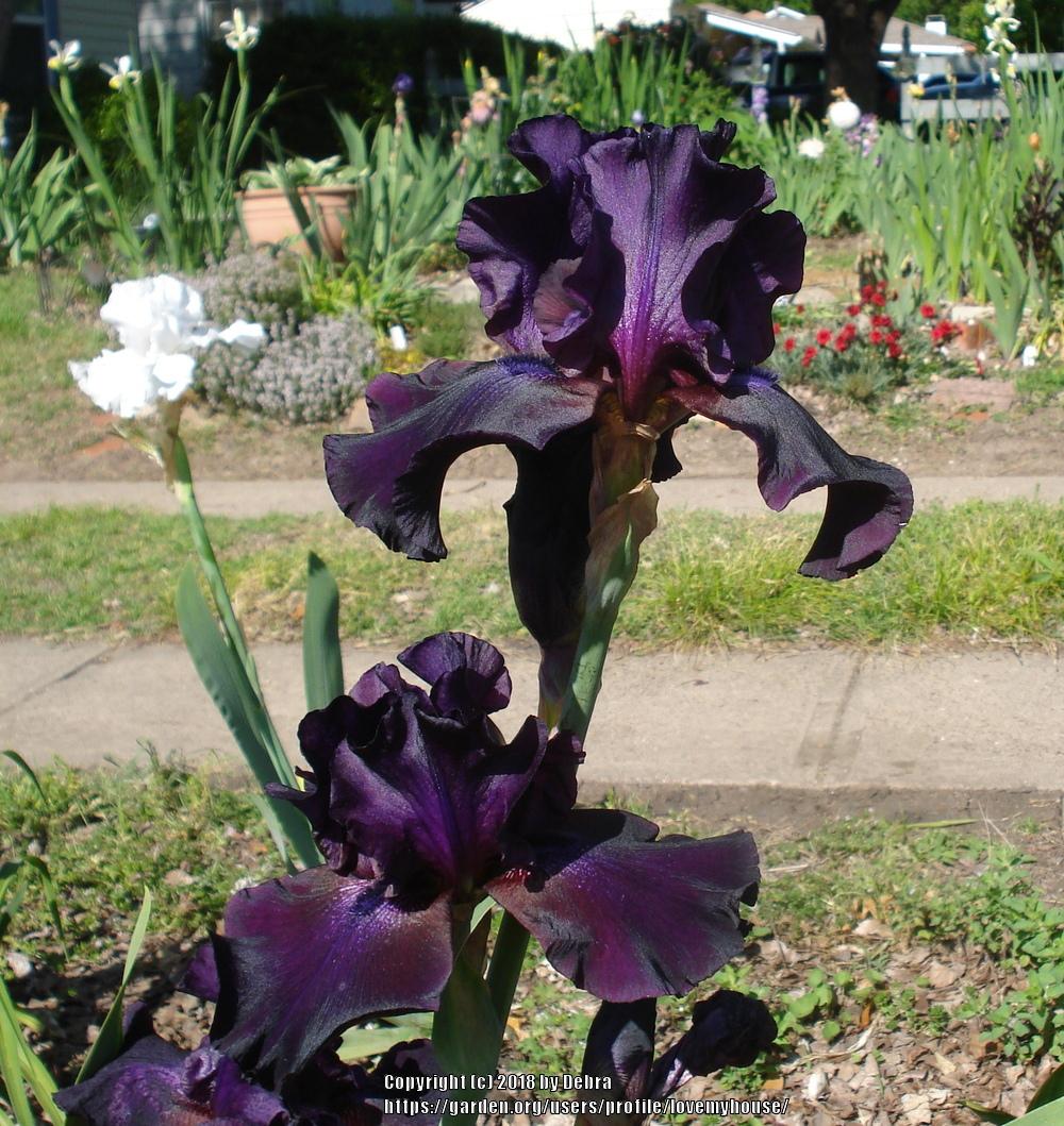 Photo of Tall Bearded Iris (Iris 'Dracula's Shadow') uploaded by lovemyhouse