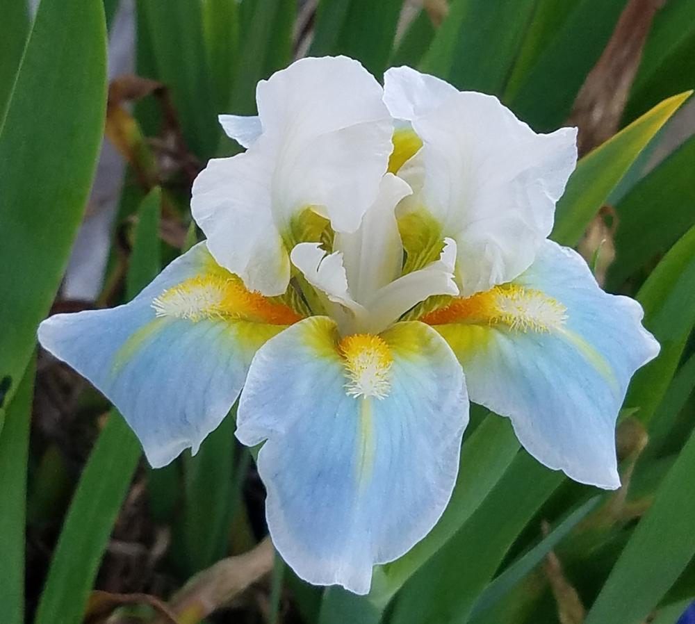 Photo of Standard Dwarf Bearded Iris (Iris 'Teagan') uploaded by mesospunky