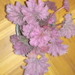 Location: Living room of my house
My very first Coral bells