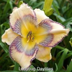 
Date: 2017-04-22
Photo courtesy of Lady Bug Daylilies