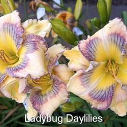 
Date: 2017-04-04
Photo courtesy of Lady Bug Daylilies