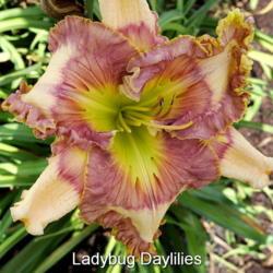 
Date: 2017-05-20
Photo courtesy of Lady Bug Daylilies