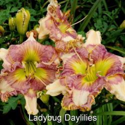 
Date: 2017-06-12
Photo courtesy of Lady Bug Daylilies