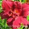 Photo courtesy of O'Bannon Springs Daylilies